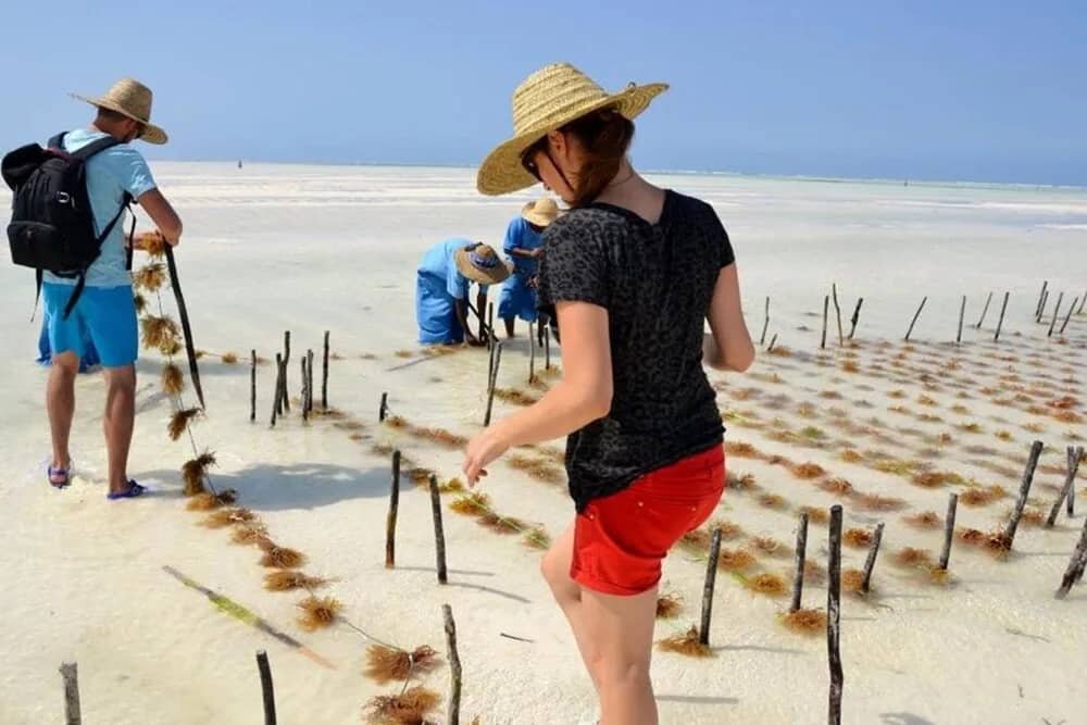 Zanzibar Seaweed Farm Experience