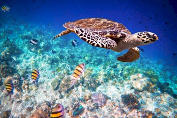 Zanzibar Turtles & Swimming