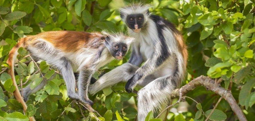 Top 5 Reasons Why You Should Visit Zanzibar