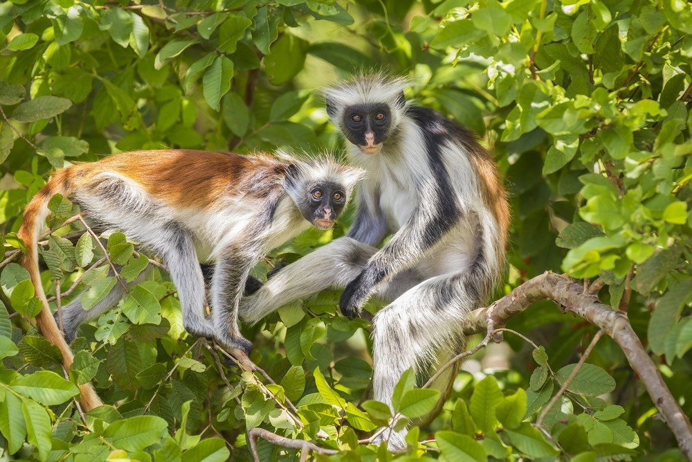 Top 5 Reasons Why You Should Visit Zanzibar