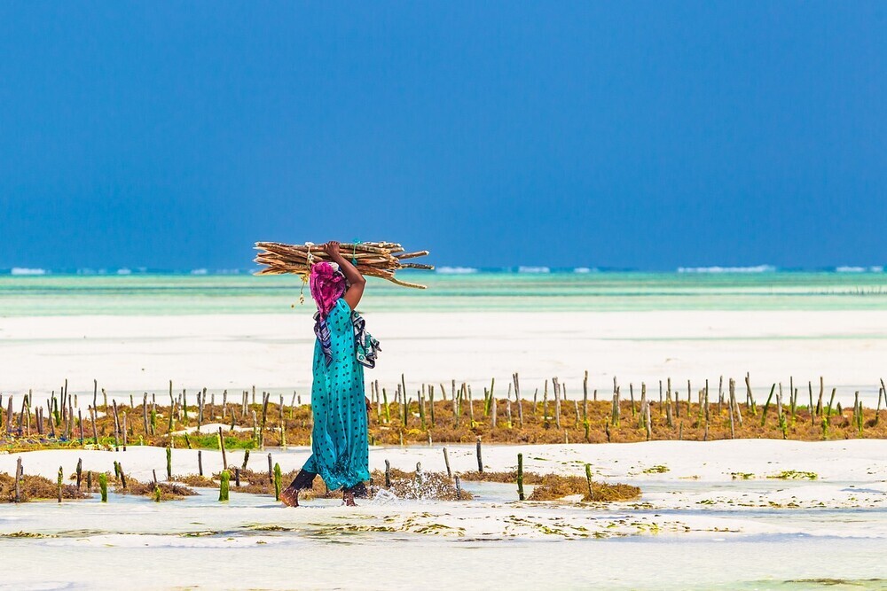 Exploring the Beauty of Zanzibar's Seaweed Culture