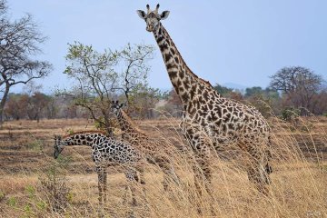 1-Day Zanzibar To Mikumi Safaris