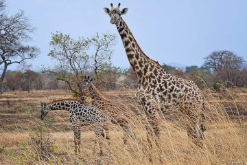 Zanzibar To Mikumi Safaris