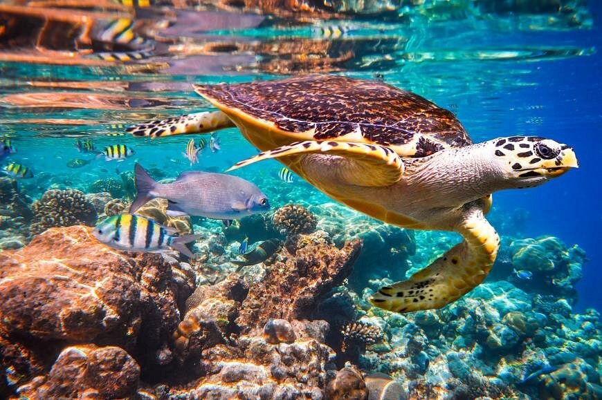 Salama Cave - Swim with Sea Turtles in Zanzibar